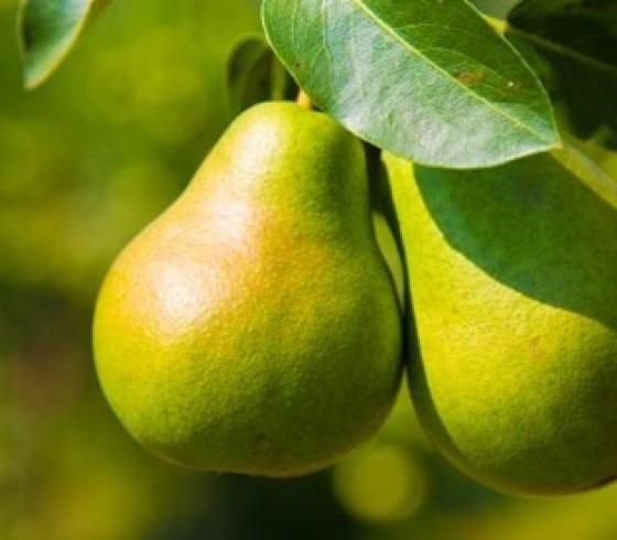 فاكهة مشهورة تحفز الأنسولين وتخفض نسبة السكر في الدم وتسيطر عليه بشكل أذهل الاطباء