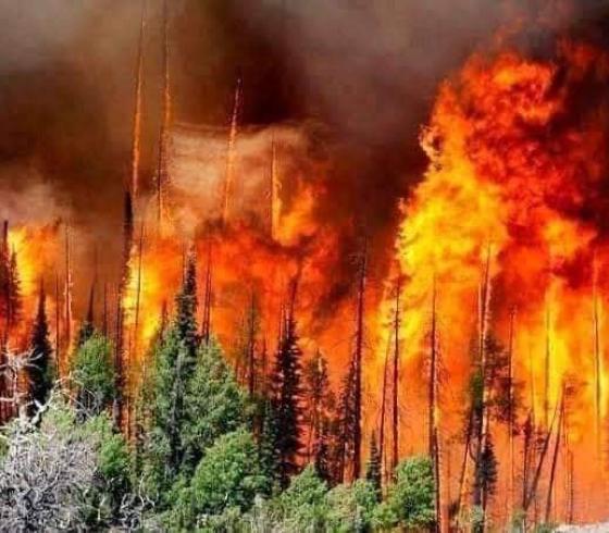 65 حالة وفاة إثر استمرار اندلاع الحرائق في الجزائر