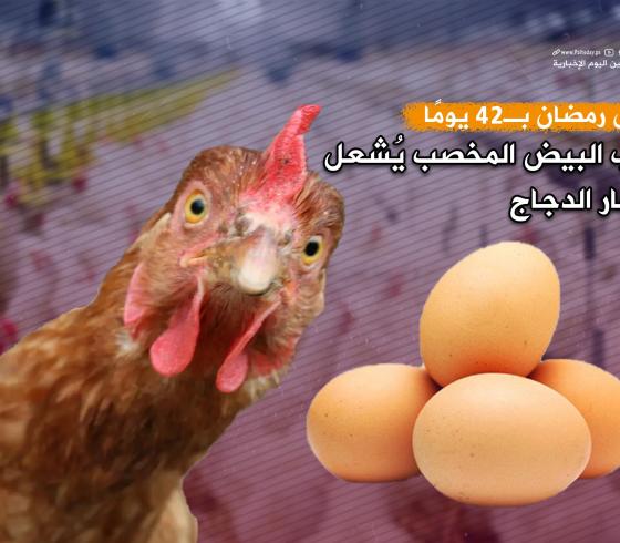 تقرير البيض.jpg