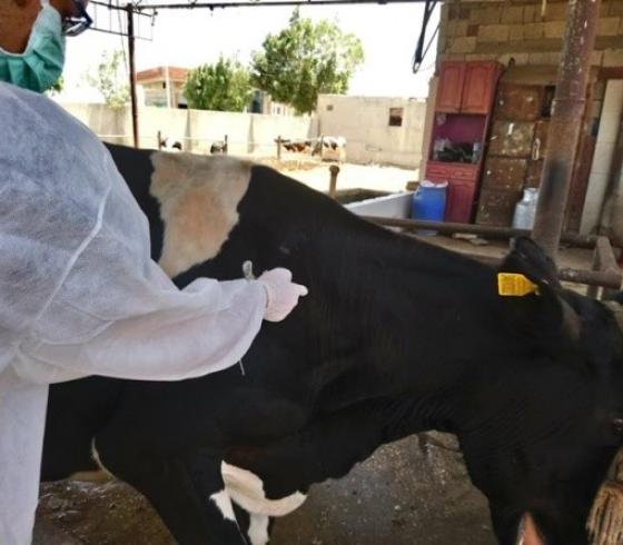 بقرة تتلقى لقاح ضد الحمى القلاعية.jpg