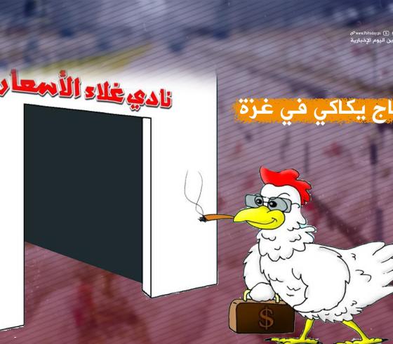 أسعار الدجاج في قطاع غزة اليوم