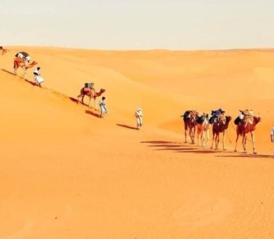 بنو لام وش يرجعون في السعودية- فروع قبيلة بنو لام-  نبذة عن بنو لام ويكيبيديا