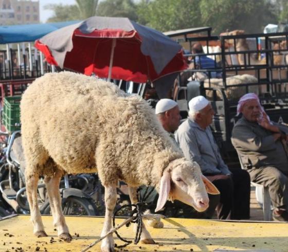 سعر الأضحية في فلسطين 2022- ما سعر كيلو الخروف والعجل في غزة بالشيكل والدينار