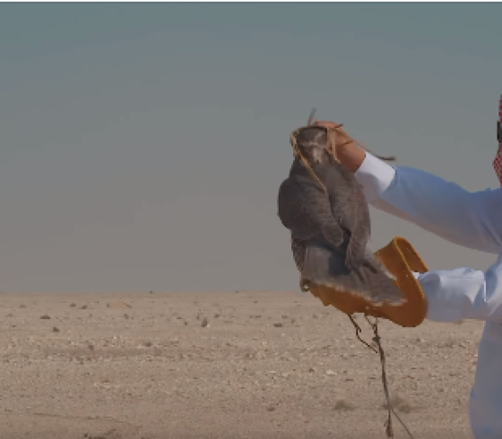 صقر قطر.PNG