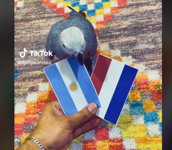 الببغاء بندا.png