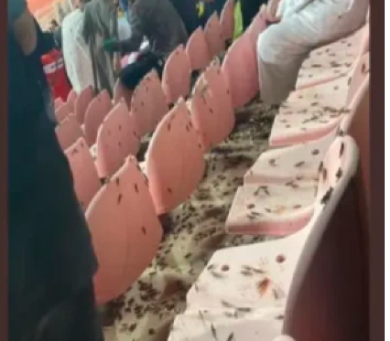 الجراد.PNG
