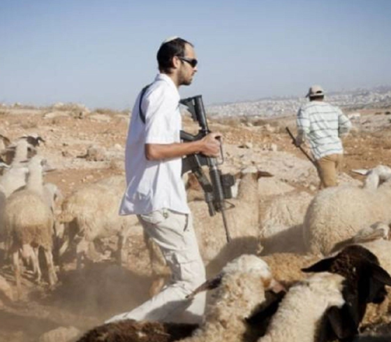 مستوطنون يسرقون 30 رأسا من الأغنام شرق رام الله