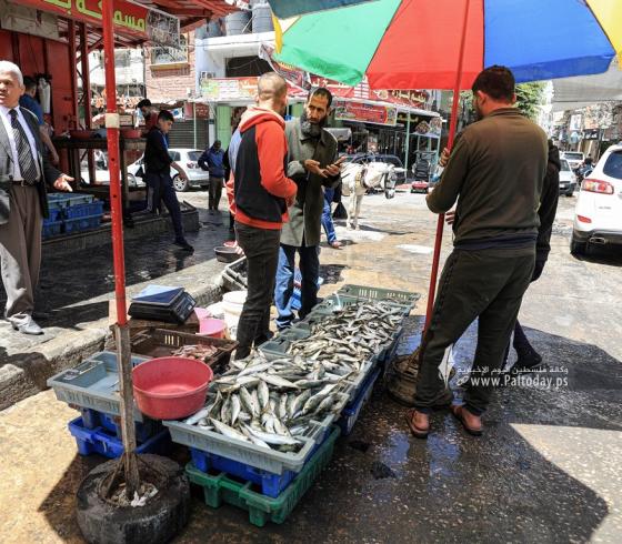 اسماك السردينة تغزو بحر القطاع وسط انخفاض اسعارها (3).JPG