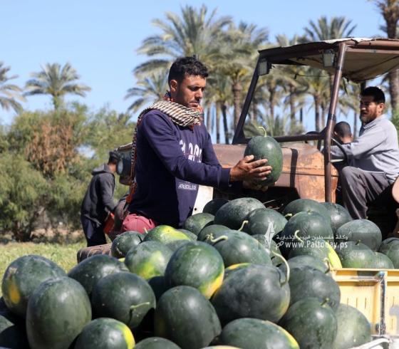 موسم قطف البطيخ في قطاع غزة (6).jpg