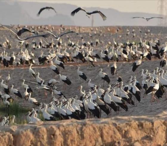 طيور