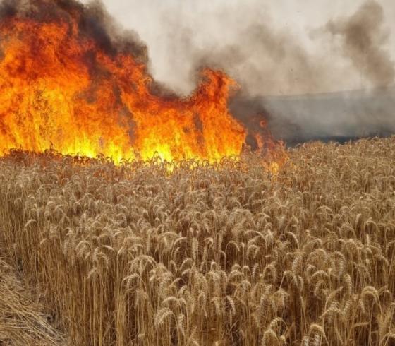 مستوطنون يحرقون محاصيل زراعية في الخليل