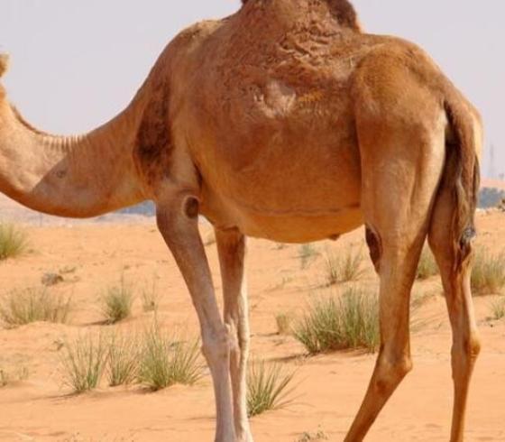 إبل