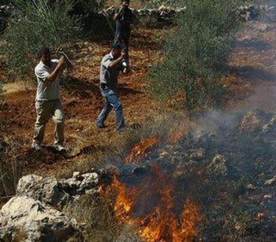 حرق حوسان.jpg