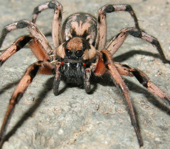 عنكبوت
