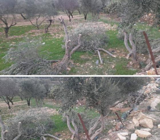 مستوطنون يعتدون على أشجار الزيتون في بيت لحم