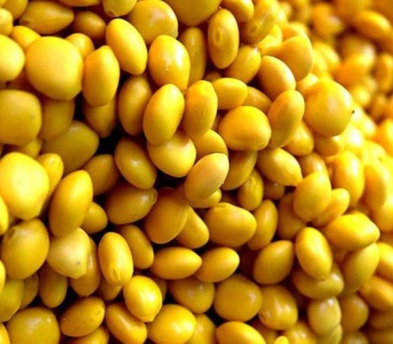 الترمس