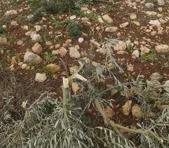 اقتلاع أشجار زيتون في الضفة