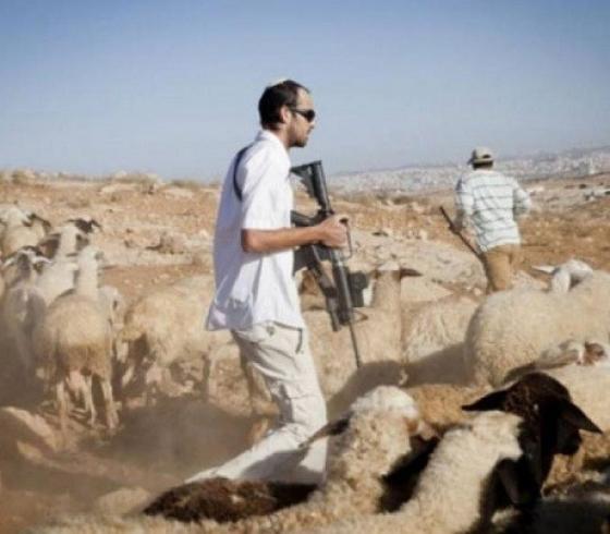 مستوطنون يرعون الأغنام في أراضي المواطنين