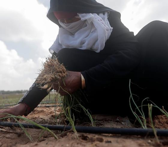 صورة توضيحية