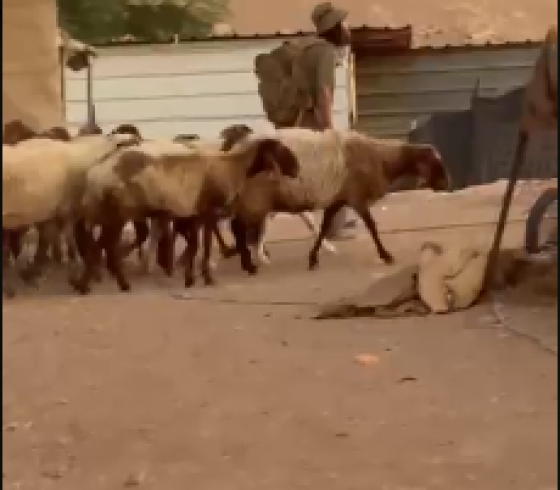 يطلقون اغنامنهم.PNG