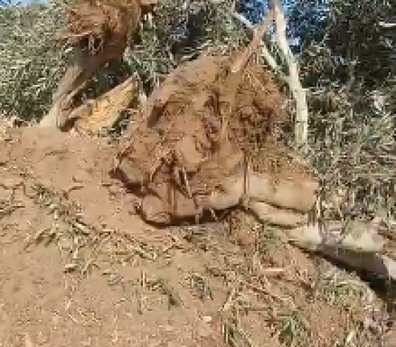 اشجار زيتون.PNG