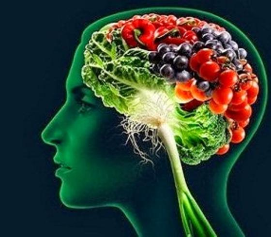 دماغ الإنسان 