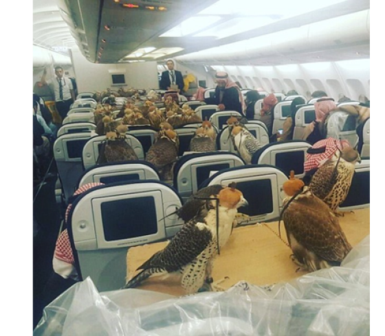 صقور