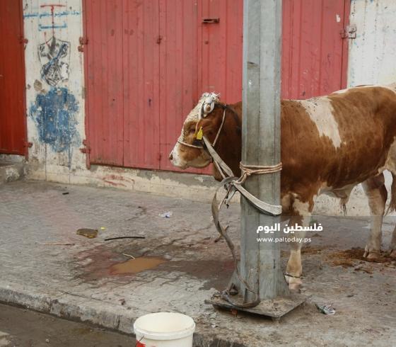 ذبح الاضاحي (تعبيرية)