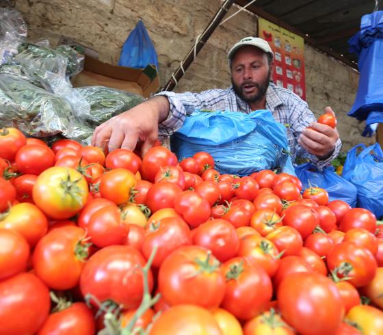 بندورة