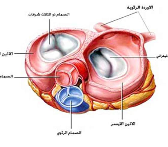 الجلطة الرئوية