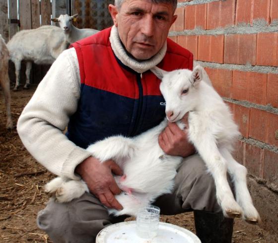 عنزة