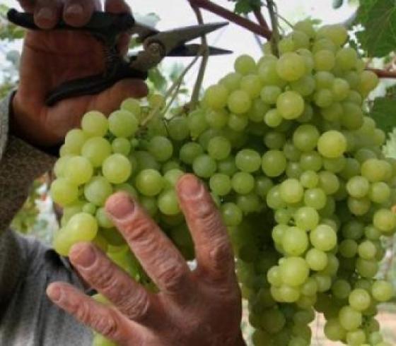 عناقيد العنب