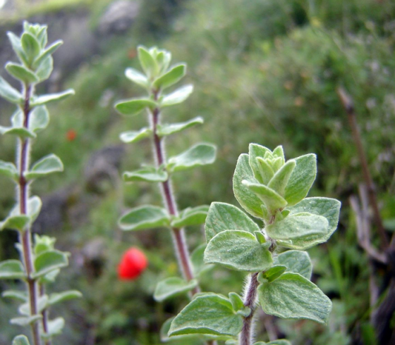 زعتر
