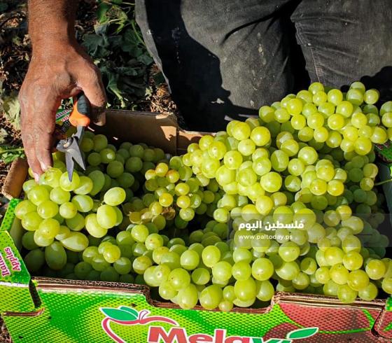 فوائد العنب