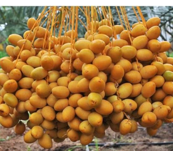 البلح الأصفر