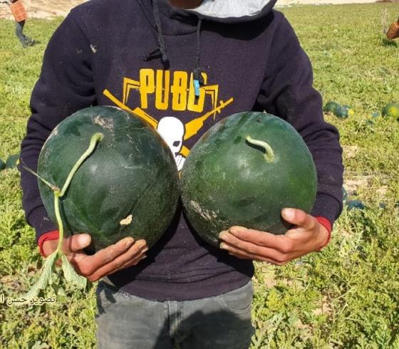 سويرح:  تحقيق اكتفاء ذاتي لمحصول البطيخ في غزة وخالي من الأمراض