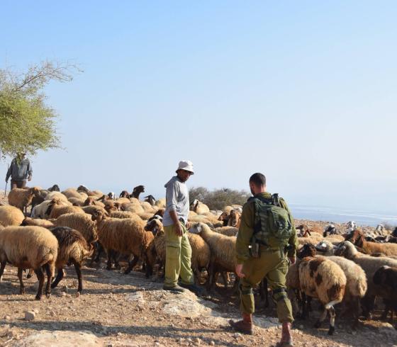 رعاة الأغنام في الأغوار