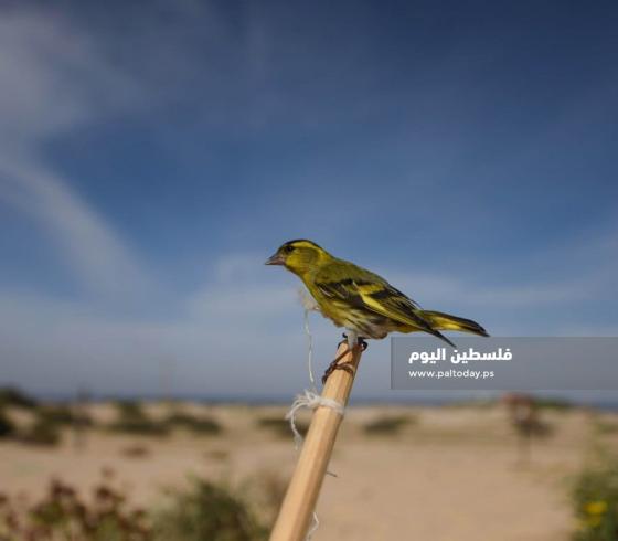 صيد العصافير