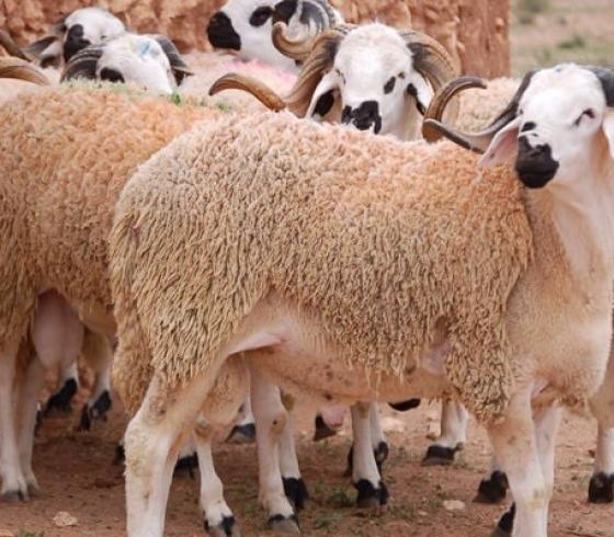 حكم ذبح الاضحية في الليل وشروط الاضحية