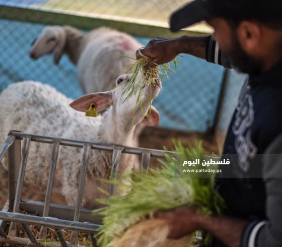 الشعير المستنبت