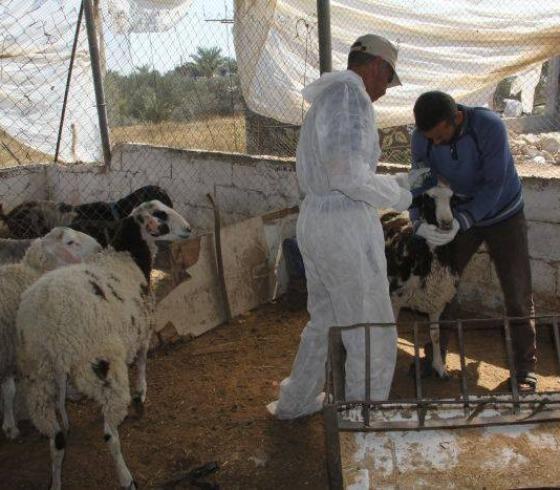 حمى المالطية
