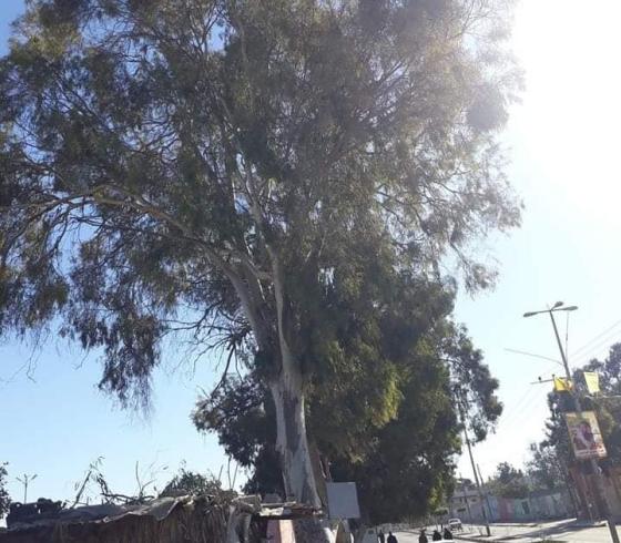 قطع شجرة معمرة 