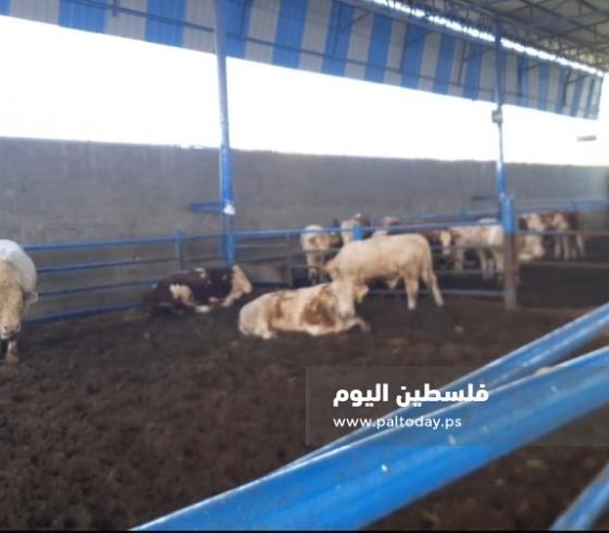 كم سعر الاضحية في غزة 2022؟ سعر كيلو الخروف قائم في فلسطين
