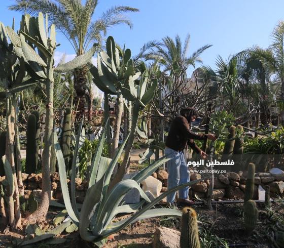 "غابة الصبّار"