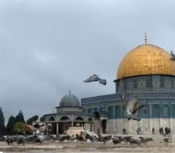 المسجد الاقصى