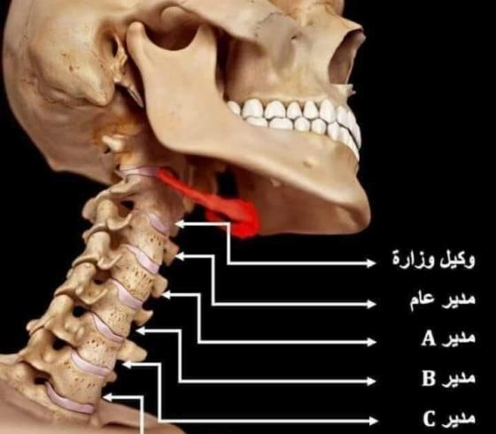 وظيفة عظام الرقبة 