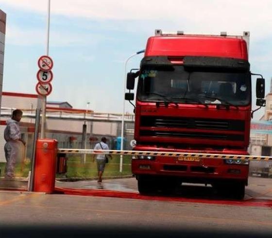 الصين تكشف سبب نفوق 615 خنزيرا في 4 أيام