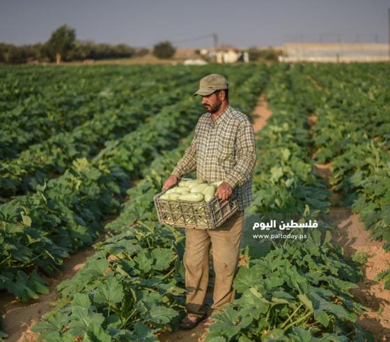 زراعة الكوسا في غزة