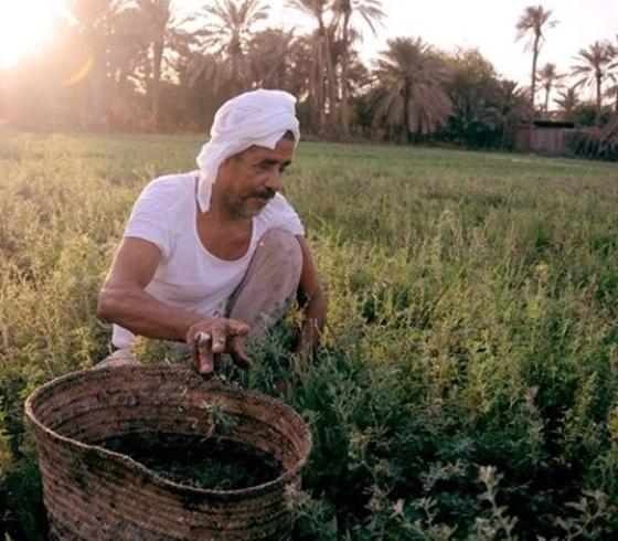 زراعة في مصر