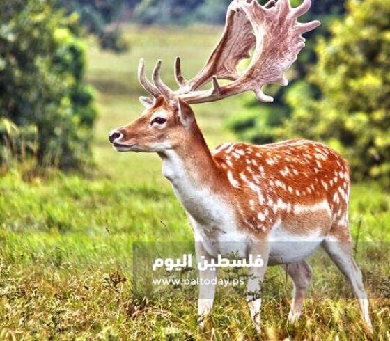 الغزال الفارسي